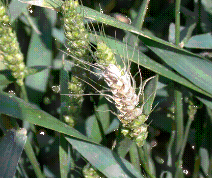 小麦赤霉病