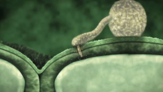 杀菌剂(化学制剂)