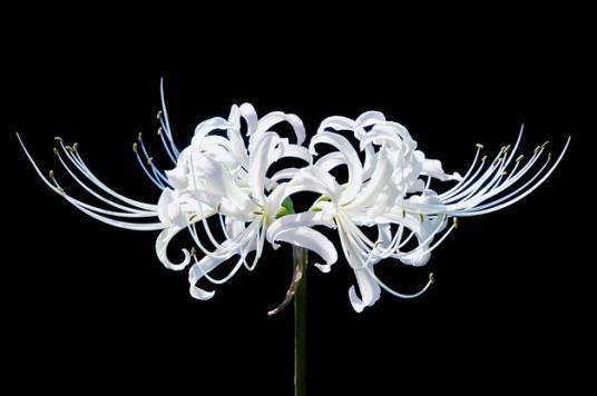 白花石蒜(石蒜科石蒜属植物)