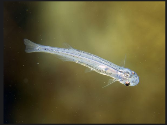 牙签鱼(毛鼻鲶科鲶属动物)