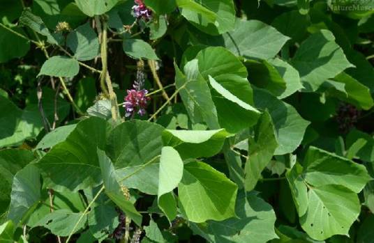 葛(豆科葛属植物)