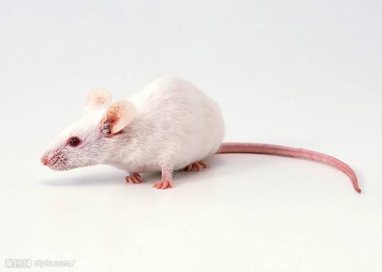 白鼠（鼠科鼠属动物）