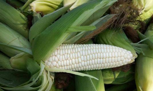 糯玉米（禾本科玉蜀黍属植物）