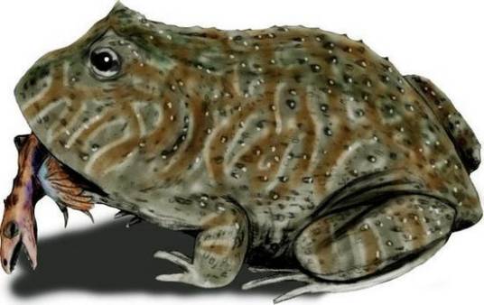 魔鬼蛙(两栖纲无尾目动物)