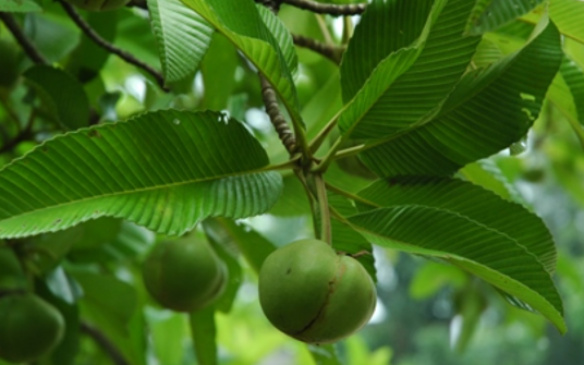 五桠果(五桠果科五桠果属植物)