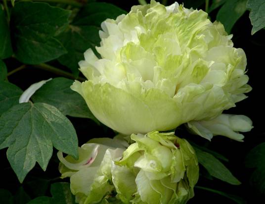 绿牡丹（牡丹品种）