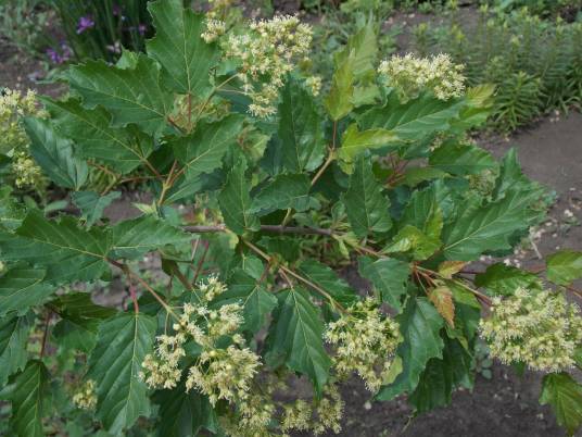 茶条槭（无患子科槭属植物）