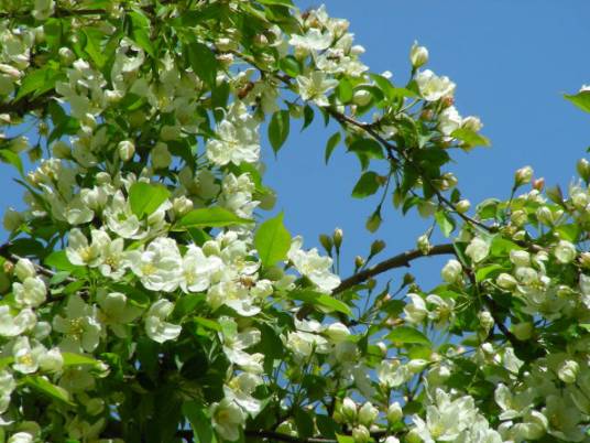 山荆子（蔷薇科苹果属植物）