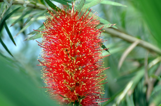 红千层(桃金娘科红千层属植物)