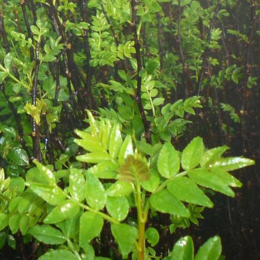 鹧鸪菜(红叶藻科鹧鸪菜属植物)