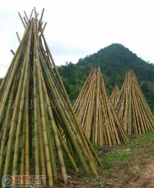 白竹（禾本科箭竹属植物）