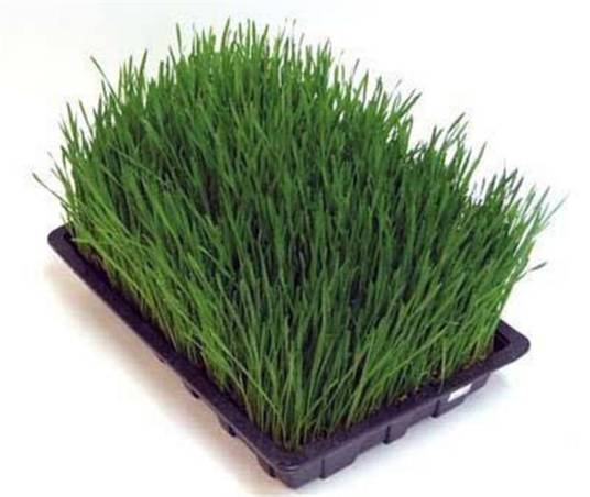 大麦苗（禾本目禾本科植物）