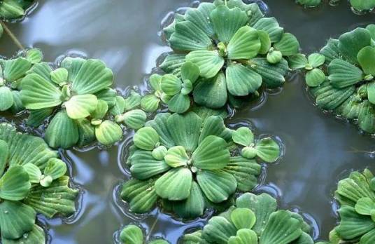 大薸（天南星科大薸属植物）