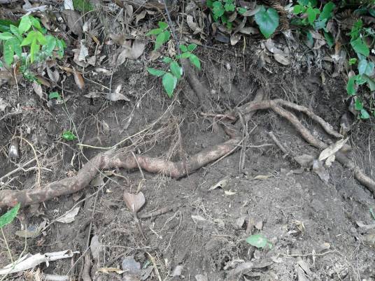 猕猴桃根（猕猴桃科植物）