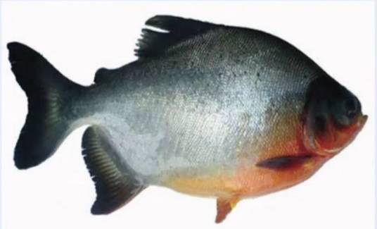 白鲳
