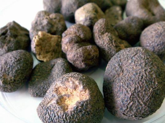 雷丸（白蘑科真菌雷丸的干燥菌核）