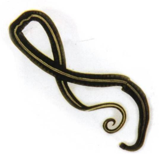 纽虫（纽形动物门动物）