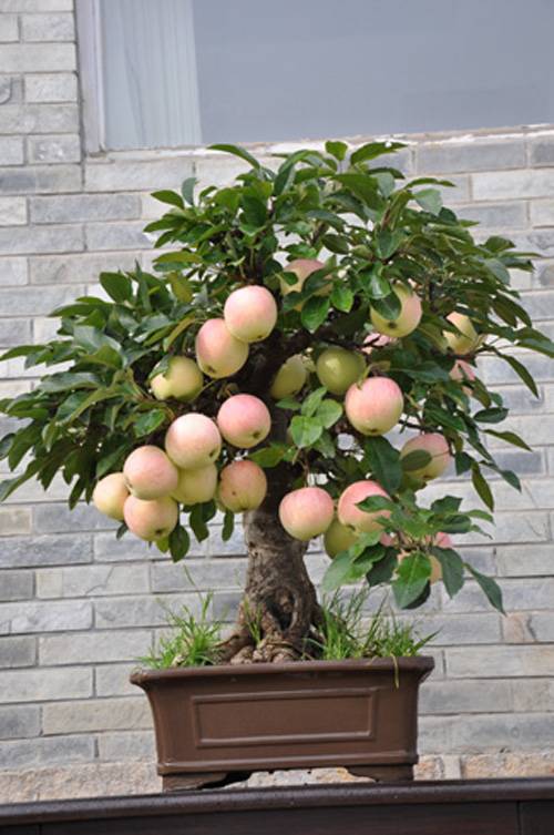 盆栽果树（适于盆栽的果树）