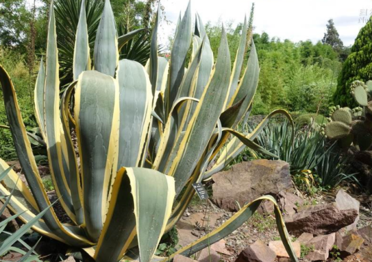 金边龙舌兰（天门冬科龙舌兰属植物）