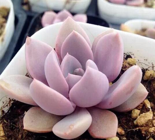 黛比（景天科风车草属植物）