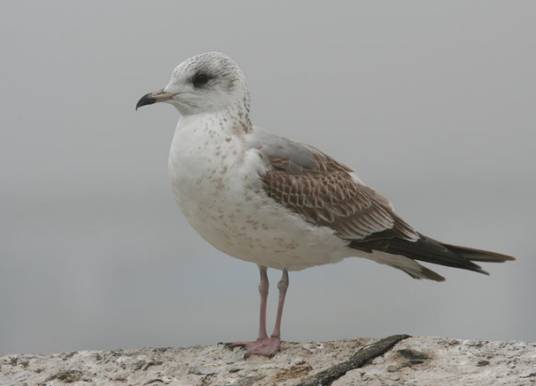 海鸥(鸥科鸥属的一种鸟类)