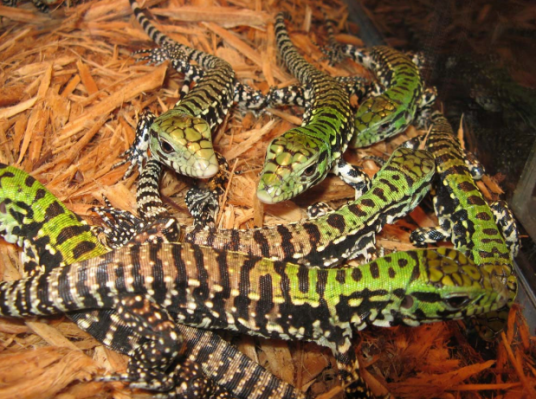 阿根廷黑白泰加