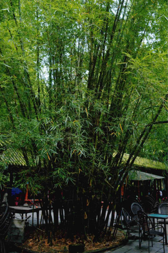 锦竹（禾本科簕竹属植物）