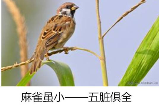 麻雀虽小，五脏俱全