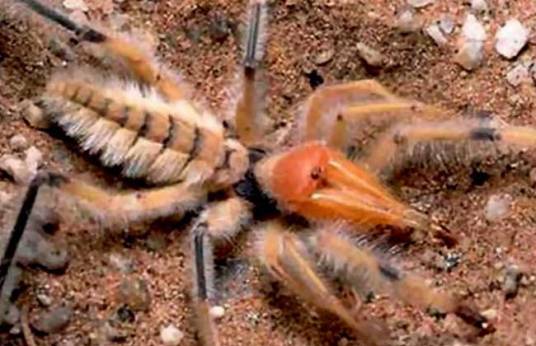 骆驼蜘蛛（节肢动物）