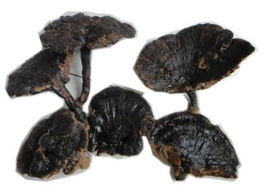 黑灵芝（菌科灵芝属植物）