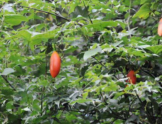 王瓜（葫芦科栝楼属植物）