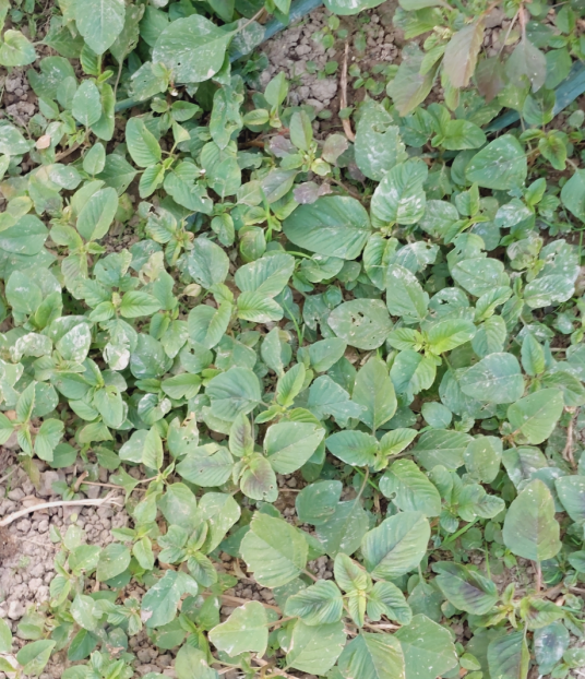 苋（苋科苋属的一种植物）