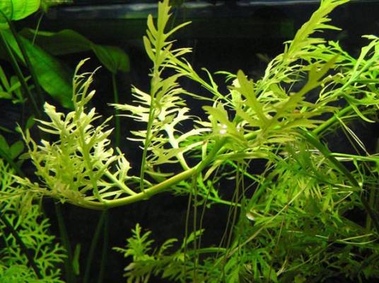 水蕨(凤尾蕨科水蕨属植物)