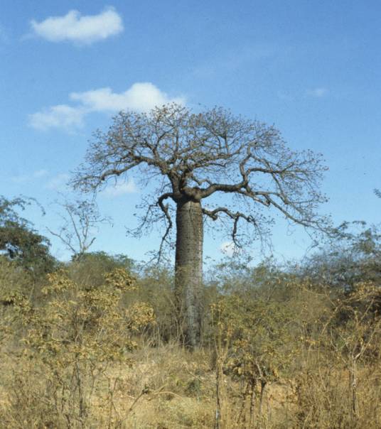 瓶子树（锦葵科纺锤树属植物）