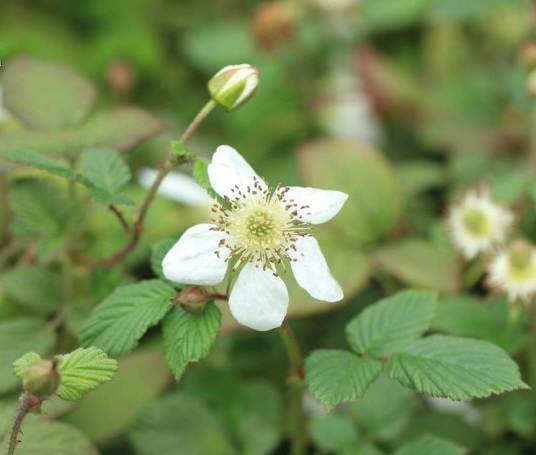 蓬蘽（蔷薇科悬钩子属植物）