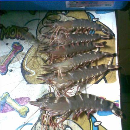 钓虾(一种休闲活动)