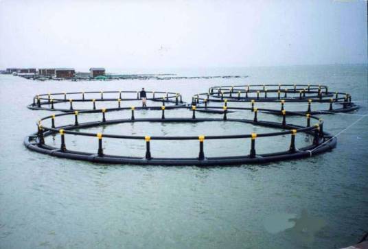 鱼类养殖（鱼的繁殖、饲养和放养）