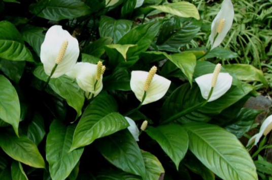 白鹤芋(天南星科白鹤芋属植物)