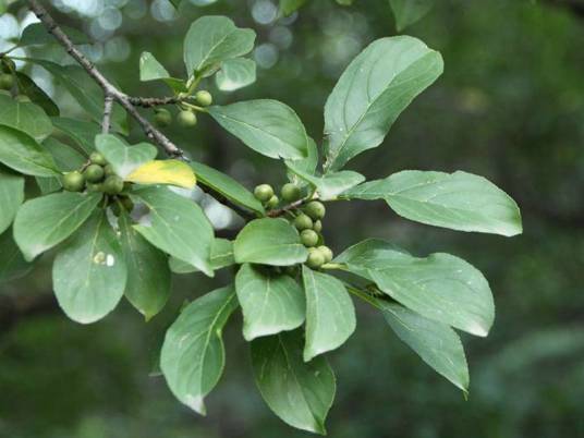 鼠李(鼠李科鼠李属植物)