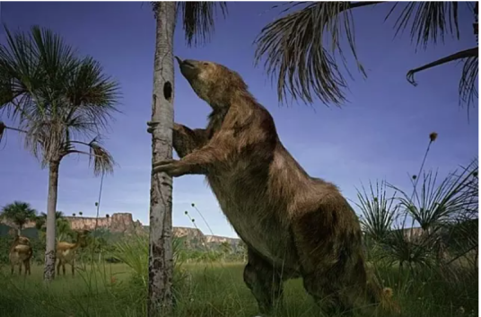 地懒（树懒亚目已灭绝动物）