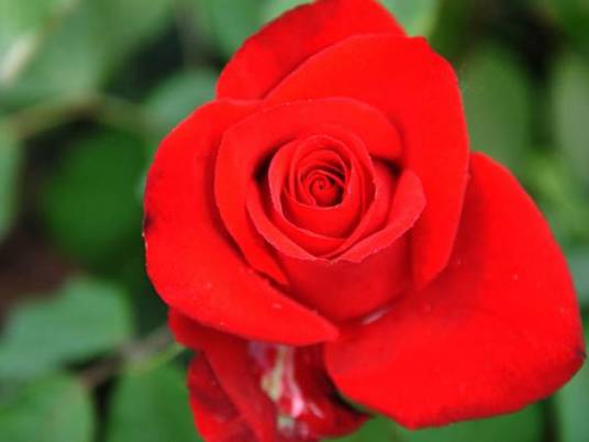 萨曼莎（蔷薇科蔷薇属月季品种）