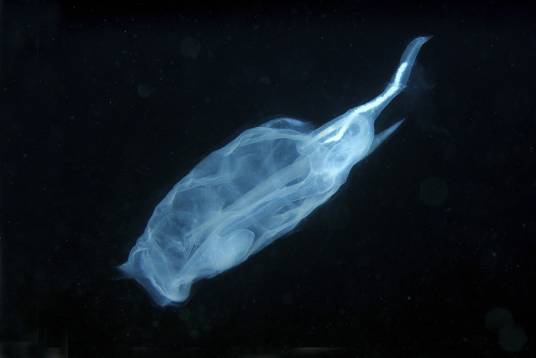 樽海鞘(樽海鞘纲海樽科动物)