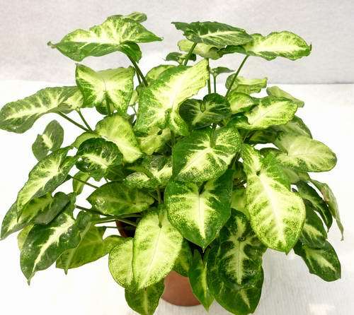 绿精灵（天南星科植物）