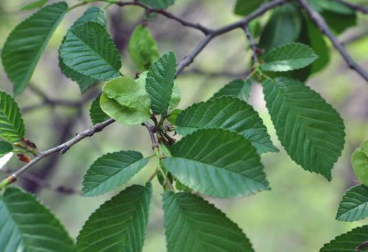 大果榆(榆科榆属落叶乔木或灌木植物)