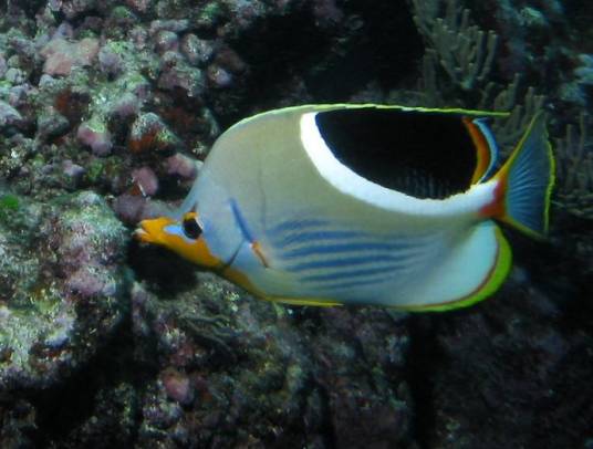 月光蝶（鞭蝴蝶鱼）