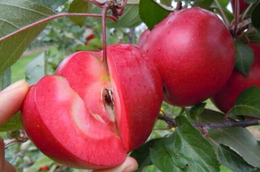 红肉苹果