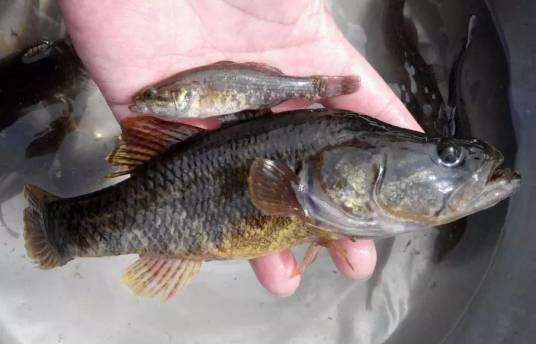 老头鱼（趋于老头化的鱼的统称）