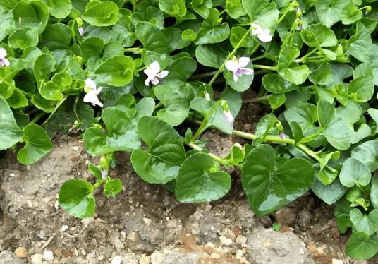 如意草(堇菜科堇菜属植物)