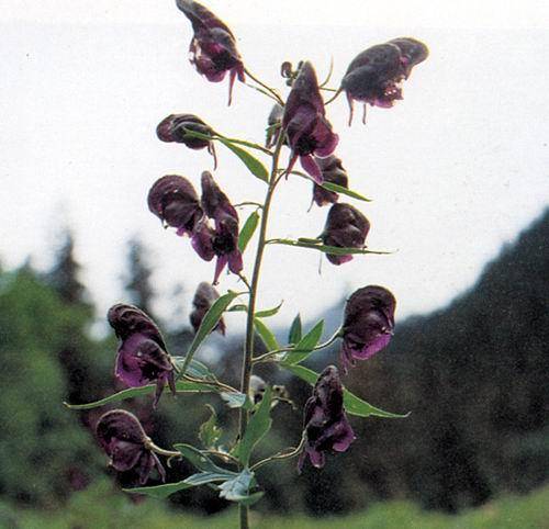 雪上一支蒿（中药材）