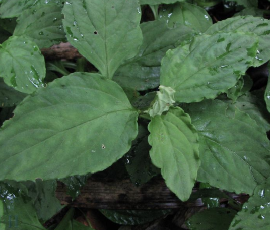 灵香草（报春花科珍珠菜属植物）